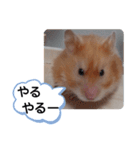 可愛いこつぶの日常(ハムスター)（個別スタンプ：2）