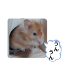 可愛いこつぶの日常(ハムスター)（個別スタンプ：3）