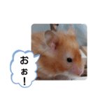 可愛いこつぶの日常(ハムスター)（個別スタンプ：4）