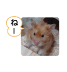 可愛いこつぶの日常(ハムスター)（個別スタンプ：5）