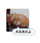 可愛いこつぶの日常(ハムスター)（個別スタンプ：6）