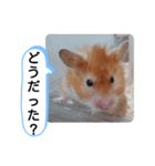 可愛いこつぶの日常(ハムスター)（個別スタンプ：7）