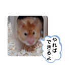 可愛いこつぶの日常(ハムスター)（個別スタンプ：8）