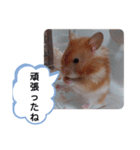 可愛いこつぶの日常(ハムスター)（個別スタンプ：9）