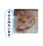 可愛いこつぶの日常(ハムスター)（個別スタンプ：10）