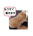 可愛いこつぶの日常(ハムスター)（個別スタンプ：11）
