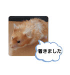 可愛いこつぶの日常(ハムスター)（個別スタンプ：12）