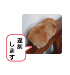 可愛いこつぶの日常(ハムスター)（個別スタンプ：13）