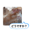 可愛いこつぶの日常(ハムスター)（個別スタンプ：14）