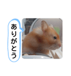 可愛いこつぶの日常(ハムスター)（個別スタンプ：15）