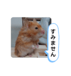 可愛いこつぶの日常(ハムスター)（個別スタンプ：16）