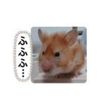 可愛いこつぶの日常(ハムスター)（個別スタンプ：17）