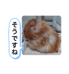 可愛いこつぶの日常(ハムスター)（個別スタンプ：18）
