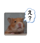 可愛いこつぶの日常(ハムスター)（個別スタンプ：19）