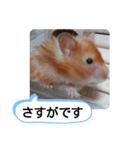 可愛いこつぶの日常(ハムスター)（個別スタンプ：20）