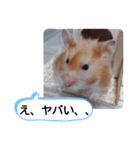 可愛いこつぶの日常(ハムスター)（個別スタンプ：21）