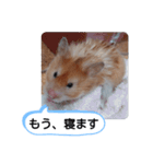 可愛いこつぶの日常(ハムスター)（個別スタンプ：22）