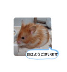 可愛いこつぶの日常(ハムスター)（個別スタンプ：23）