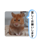 可愛いこつぶの日常(ハムスター)（個別スタンプ：24）