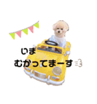 ビションプー毎日使える  デカ文字スタンプ（個別スタンプ：5）