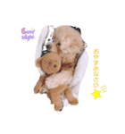 ビションプー毎日使える  デカ文字スタンプ（個別スタンプ：10）