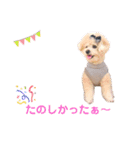 ビションプー毎日使える  デカ文字スタンプ（個別スタンプ：19）