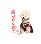 ビションプー毎日使える  デカ文字スタンプ（個別スタンプ：21）