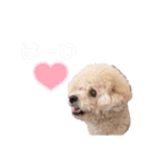 ビションプー毎日使える  デカ文字スタンプ（個別スタンプ：22）