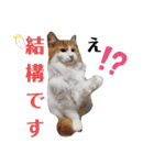 家の猫ズ@ パーティー（個別スタンプ：1）