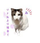 家の猫ズ@ パーティー（個別スタンプ：3）