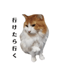 家の猫ズ@ パーティー（個別スタンプ：4）