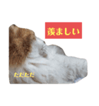 家の猫ズ@ パーティー（個別スタンプ：9）