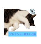 家の猫ズ@ パーティー（個別スタンプ：10）