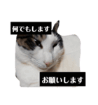 家の猫ズ@ パーティー（個別スタンプ：11）