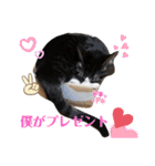 家の猫ズ@ パーティー（個別スタンプ：13）