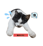 家の猫ズ@ パーティー（個別スタンプ：15）