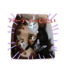 家の猫ズ@ パーティー（個別スタンプ：16）