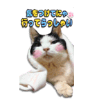 愛猫の金太くん（個別スタンプ：2）