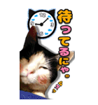 愛猫の金太くん（個別スタンプ：11）