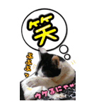 愛猫の金太くん（個別スタンプ：24）