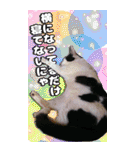 愛猫の金太くん（個別スタンプ：25）