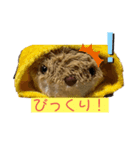 キツネのコンちゃんシリーズ（個別スタンプ：3）