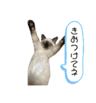 ロイ ラウ ルア レム（個別スタンプ：20）