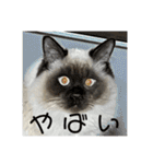 ロイ ラウ ルア レム（個別スタンプ：31）