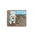 ポノちゃんスタンプその13（個別スタンプ：1）