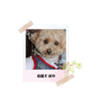 ポノちゃんスタンプその13（個別スタンプ：4）