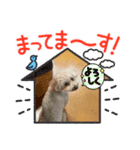 ポノちゃんスタンプその13（個別スタンプ：5）