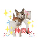 家のねこズ@日常（個別スタンプ：1）