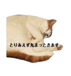 家のねこズ@日常（個別スタンプ：10）