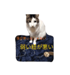 家のねこズ@日常（個別スタンプ：12）